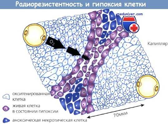 Радиорезистентность и гипоксия клетки