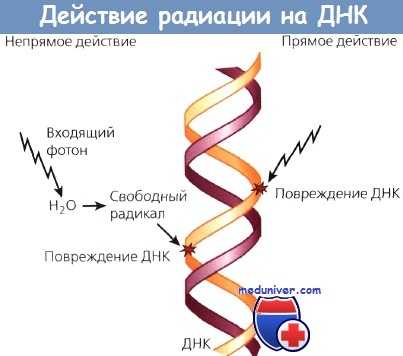 Действие радиации на ДНК