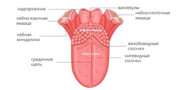 Анатомическое строение языка