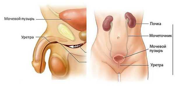 Расположение уретры