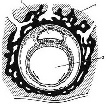 Ранний эмбриогенез