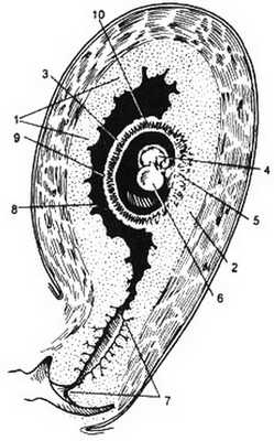 Ранний эмбриогенез