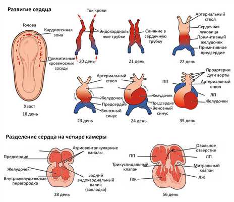 Развитие сердца плода