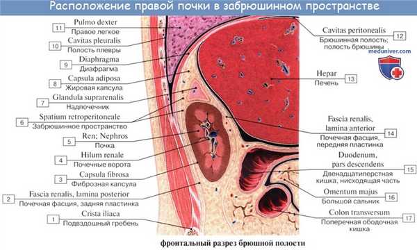 Анатомия: Топография почек. Оболочки почки. Фиксация почки