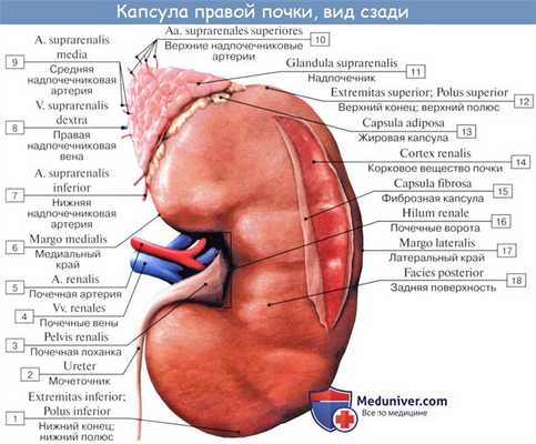 Анатомия: Топография почек. Оболочки почки. Фиксация почки