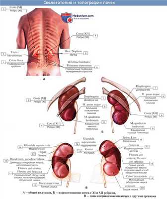 Анатомия: Топография почек. Оболочки почки. Фиксация почки