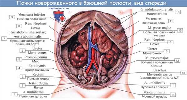 Анатомия: Топография почек. Оболочки почки. Фиксация почки