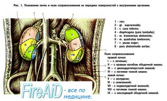 Сегментарное строение почки. Сегменты почки.