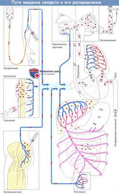 Пути введения лекарств и их распределение