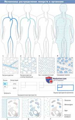 Механизмы распределения лекарств в организме