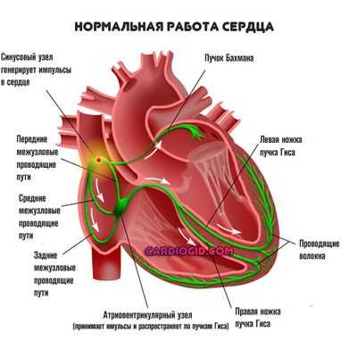 проводящая система сердца