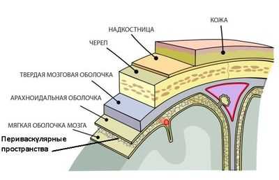 Периваскулярная зона
