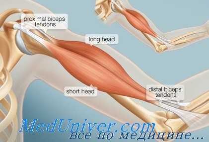 растяжение двуглавой мышцы плеча