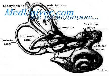 ампулярный аппарат