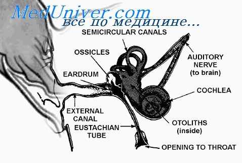 вестибулярный аппарат