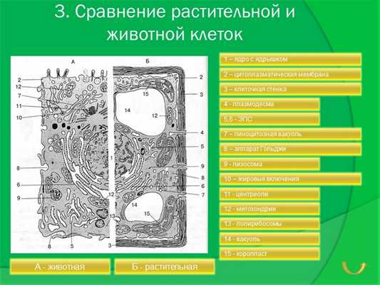 3. Сравнение растительной и животной клетокА - животнаяБ - растительная1 - яд.
