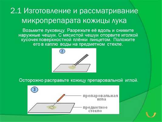 2.1 Изготовление и рассматривание микропрепарата кожицы лука Возьмите луковиц.