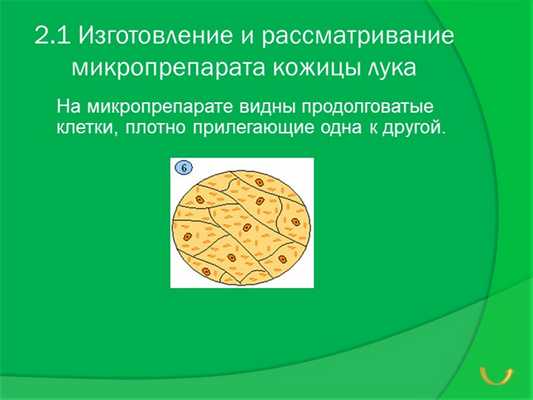 2.1 Изготовление и рассматривание микропрепарата кожицы лука На микропрепарат.