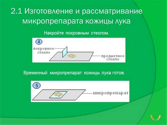 2.1 Изготовление и рассматривание микропрепарата кожицы лукаНакройте покровны.