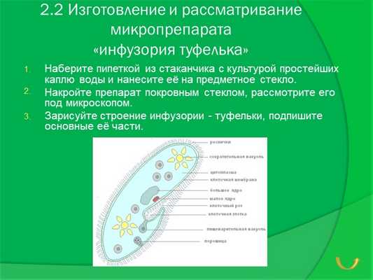 2.2 Изготовление и рассматривание микропрепарата «инфузория туфелька»Наберит.