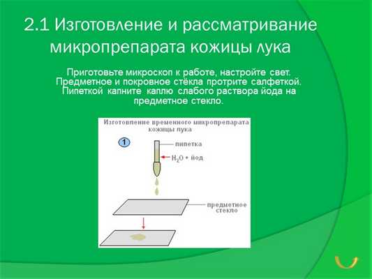 2.1 Изготовление и рассматривание микропрепарата кожицы лука Приготовьте микр.