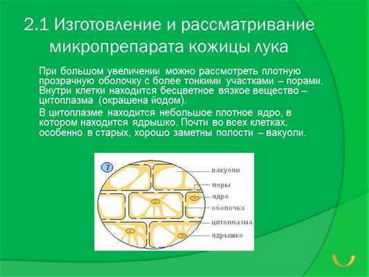 2.1 Изготовление и рассматривание микропрепарата кожицы лука При большом увел.