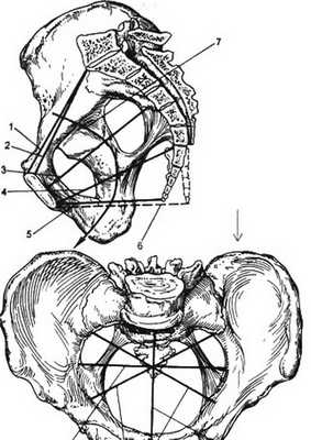 Таз с акушерской точки зрения