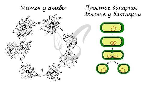 Митоз и простое бинарное деление