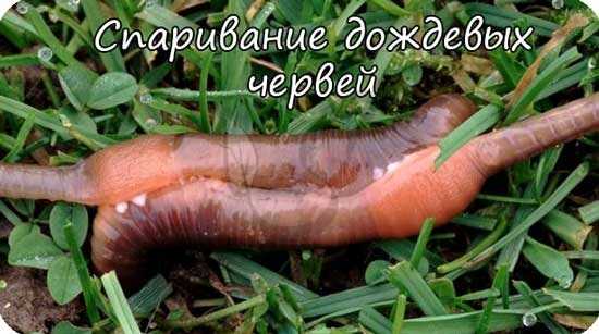 Спаривание дождевых червей