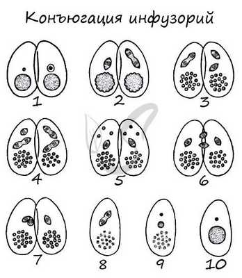 Конъюгация у инфузорий