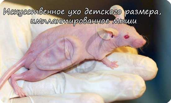 Искусственное ухо