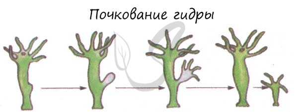 Вегетативное размножение растений