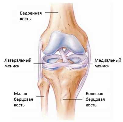 Разрыв мениска - Сеть клиник АО Семейный доктор (Москва) - Фото 1