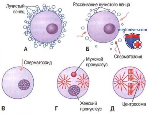 Созревание и оплодотворение яйцеклетки. Этапы оплодотворения яйцеклетки