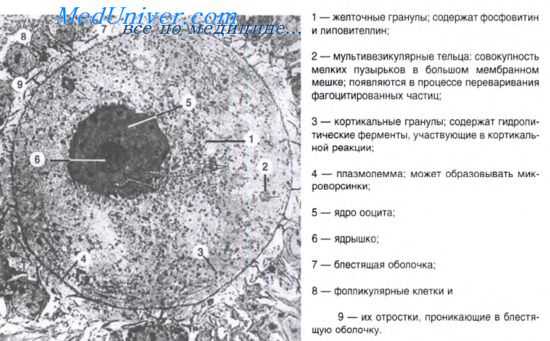 фолликулогенез