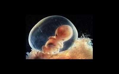 Процесс развития эмбриона человека: современный взгляд