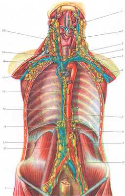 Топография грудного протока: 1 — lymphonodus jugulodigastricus; 2 — lyraphonodus juguloomohyoideus; 3 — устье грудного протока и место впадения в него truncus jugularis sin.; 4 — место впадения truncus subclavius sin. в ductus thoracicus; 5 —truncus subclavius sin.; 6 — lymphonodi axillares; 7 — левая околоаортальная коллатераль к грудному протоку; 8 —сплетение впадающих в грудной проток сосудов левых поясничных лимфатических узлов; 9 — lymphonodus lumbalis sin.; 10 — Nodi iliaci communes; 11— lymphonodi iliaci externi;12 — lymphonodi lumbales dext.; 13 — cisterna chyli; 14 — правая трансдиафрагмальная коллатераль к началу грудного протока; 15 —ductus thoracicus (интеразигоаортальная часть); 16 — lymphonodi mediastinales posteriores; 17 —ductus thoracicus (супрааортальная часть); 18 — truncus subclavius dext.; 19 —truncus jugularis dext.; 20 — цепь лимфатических узлов вдоль n. accessorius.