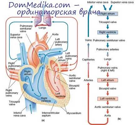 легочное кровообращение