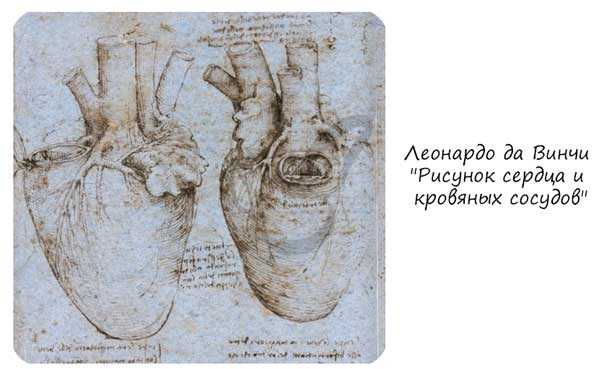 Леонардо да Винчи Рисунок сердца и кровяных сосудов