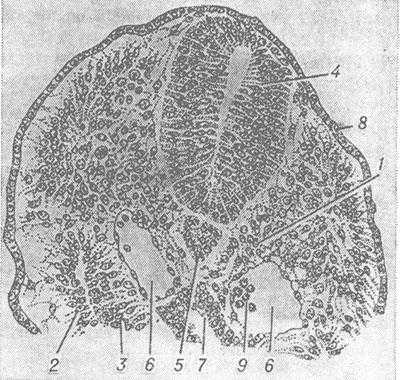 Рис. 2. Схематическое изображение поперечного разреза дорсальной части зародыша морской свинки (12 сегментов): 1 — сомит; 2 и 3 — спланхнотом (2 — париетальный листок, 3 — висцеральный листок); 4 — нервная трубка; 5 — хорда; 6 — аорта; 7 — энтодермальная кишечная трубка; 8 — эктодерма; 9 — клетки крови.