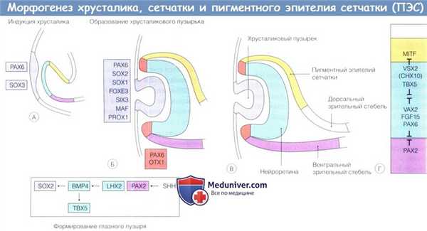 Морфогенез хрусталика, сетчатки и пигментного эпителия сетчатки