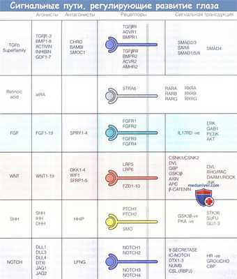 Сигнальные пути регулирующие развитие глаза