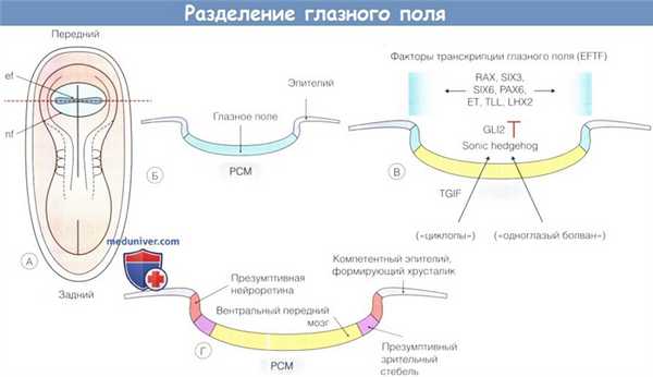 Разделение глазного поля