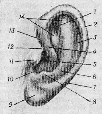 Рис. 1. Общий вид ушной раковины (латеральная поверхность): 1 — треугольная ямка, 2 — бугорок ушной раковины, 3 — ладья, 4 — ножка завитка, 5 — полость ушной раковины, 6 — противозавиток, 7 — завиток, 8 — противокозелок, 9 — ушная долька, 10 — межкозелковая вырезка, 11 - козелок, 12 — надкозелковый бугорок, 13 — завитково-козелковая борозда, 14 — ножки противозавитка.