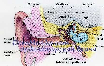 анатомия внутреннего уха