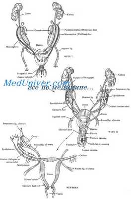 эмбриогенез женских половых органов