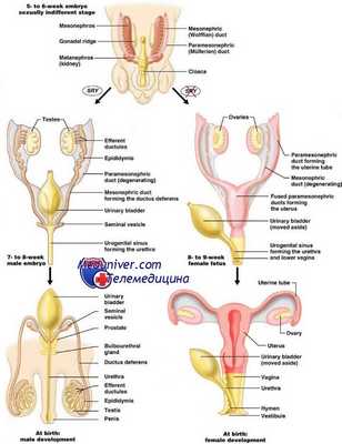 развитие яичников