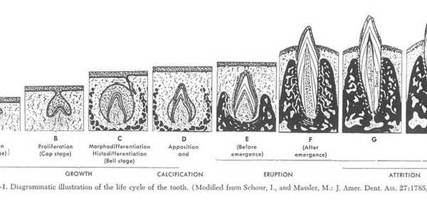 Как происходит формирование и развитие зубочелюстной системы человека?