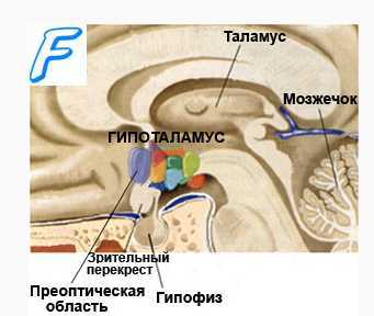 Водно-солевой баланс и терморегуляция. Дыхание и терморегуляция.