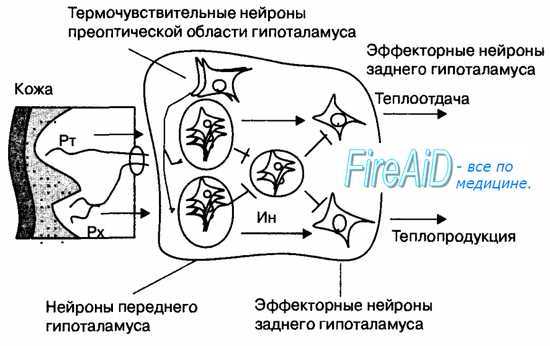 Центральное звено системы терморегуляции. Центр терморегуляции.